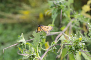 You can see the depth of this picture by how some leaves are in front of the others, and how the background is blurred while the subject is in focus.