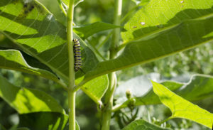 This picture shows how the rule of thirds makes your subject stand out, in this case, the caterpillar. 