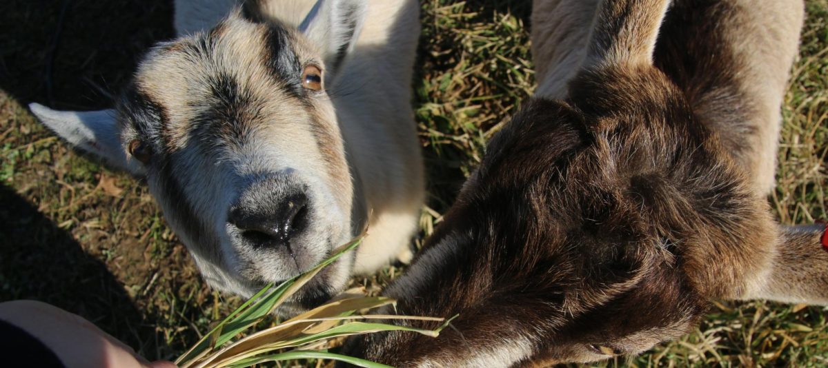 Pigmy goats Opal and Luna enjoy a snack. They are recent additions to the Land Lab, which is maintained by students enrolled in Environmental Studies.