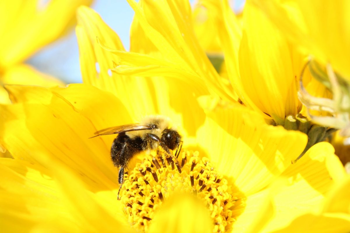 A bee sitting on a yellow flower as it collects nectar and pollen.