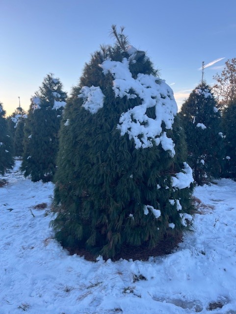 This is a photo of my Christmas tree at Timbuk Farms and Garden Center before it was cut down. It is our family tradition to cut down our tree each year which is something I always cherish. 