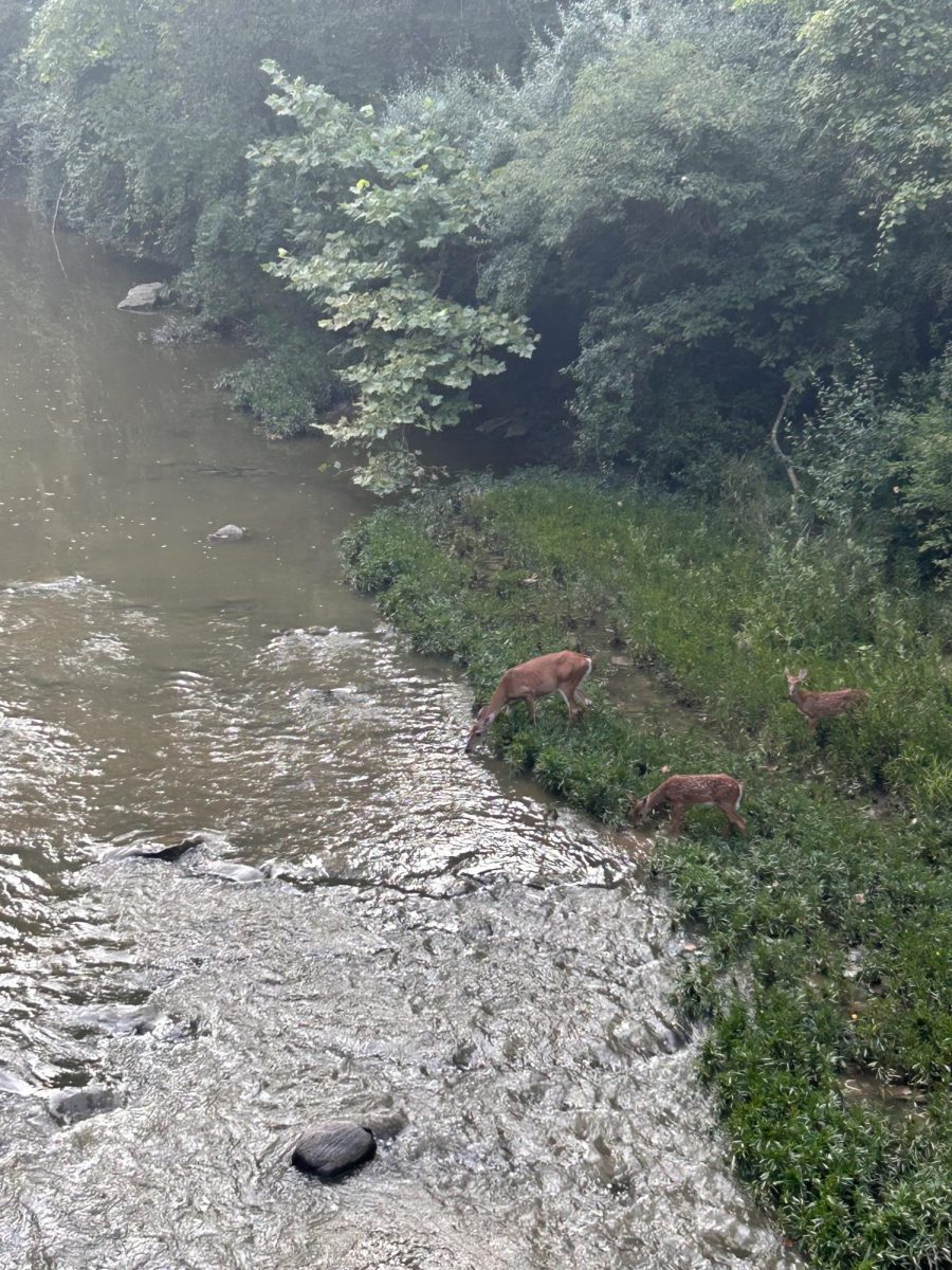 Some deer drinking water from the creek right before crossing