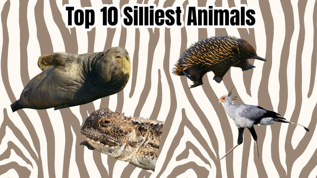 Top 10 silliest animals