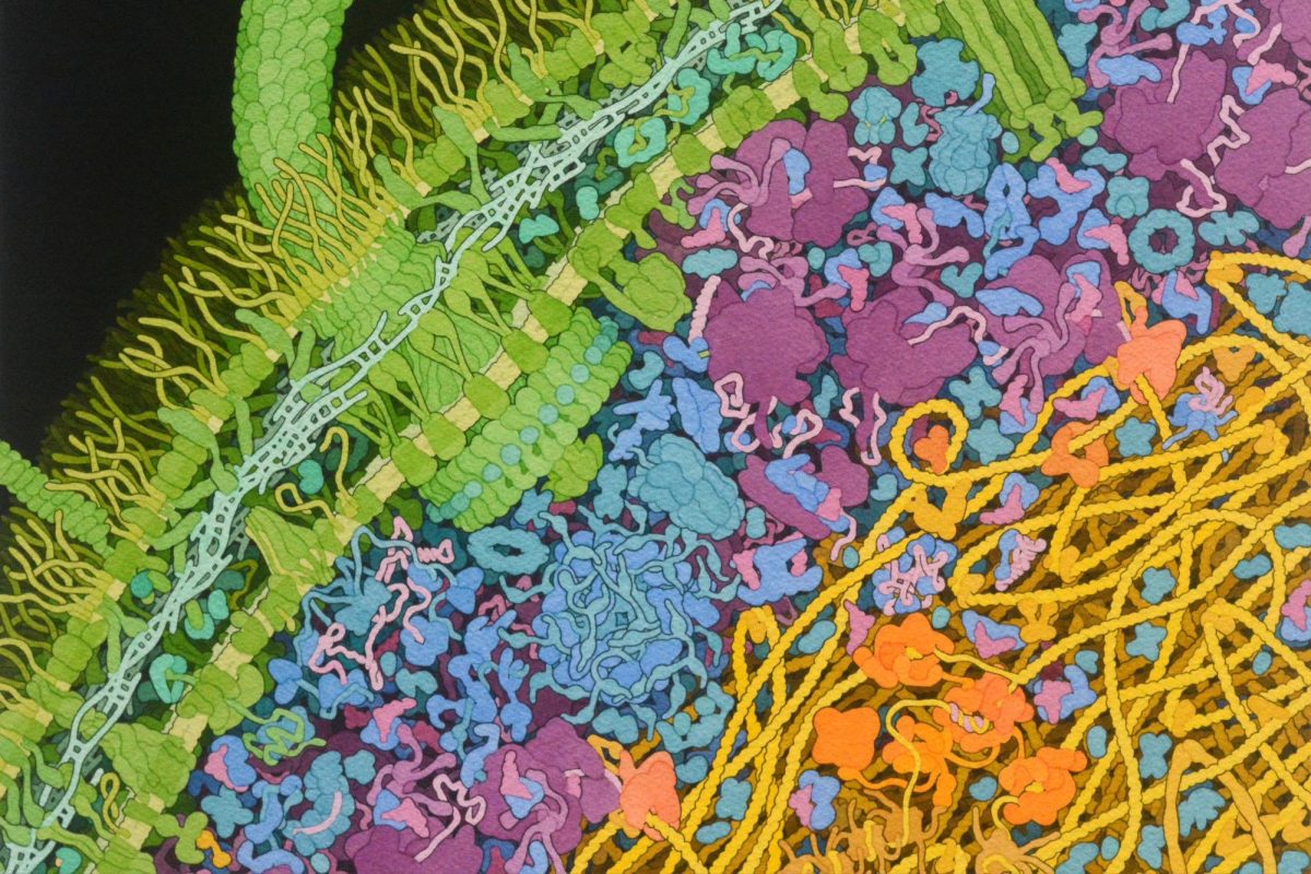 Painting by David S. Goodsell of an Escherichia coli bacteria cell. Biotechnology has transformed E. coli, making it possible to use for vaccines, human insulin and biofuels. Source: U.S. National Science Foundation (nsf.gov). 