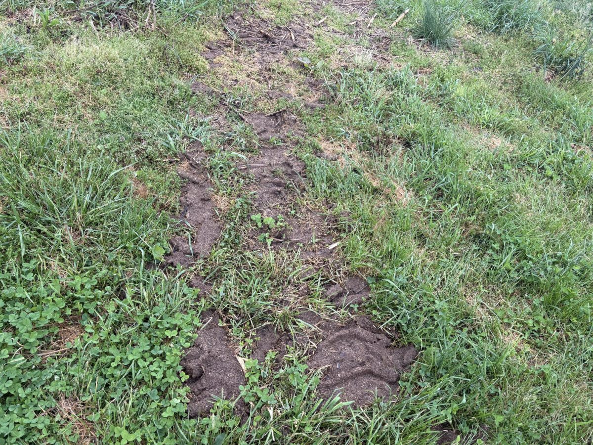 This is what Un-disked manure looks like, which frequently causes the strong smells.