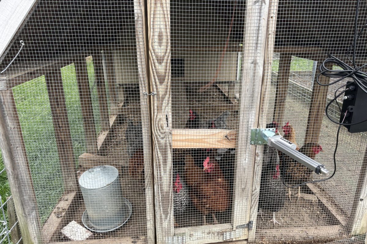 Chickens inside the coop behind the highschool.