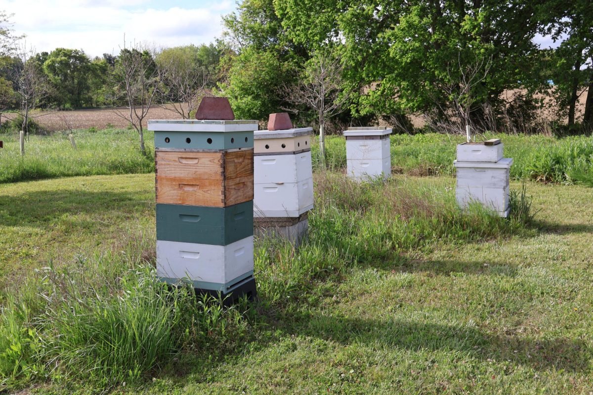These are the beehives not too far from the farm, they support the landlab ecosystem by promoting growth through pollination.