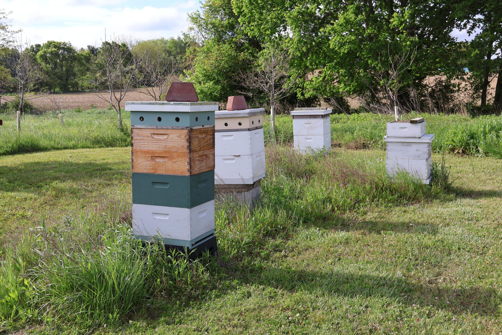 These are the beehives not too far from the farm, they support the landlab ecosystem by promoting growth through pollination.