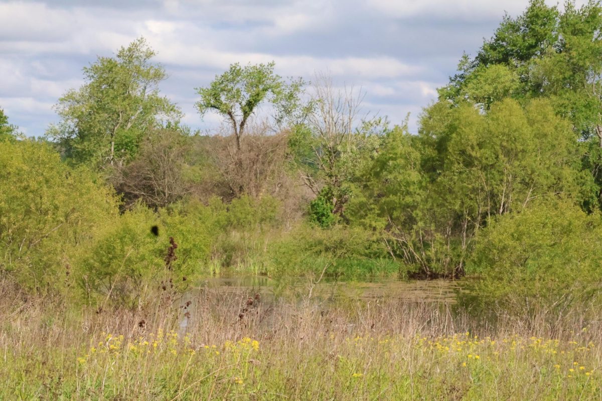 This is another swampy pond area that is found in the land lab.