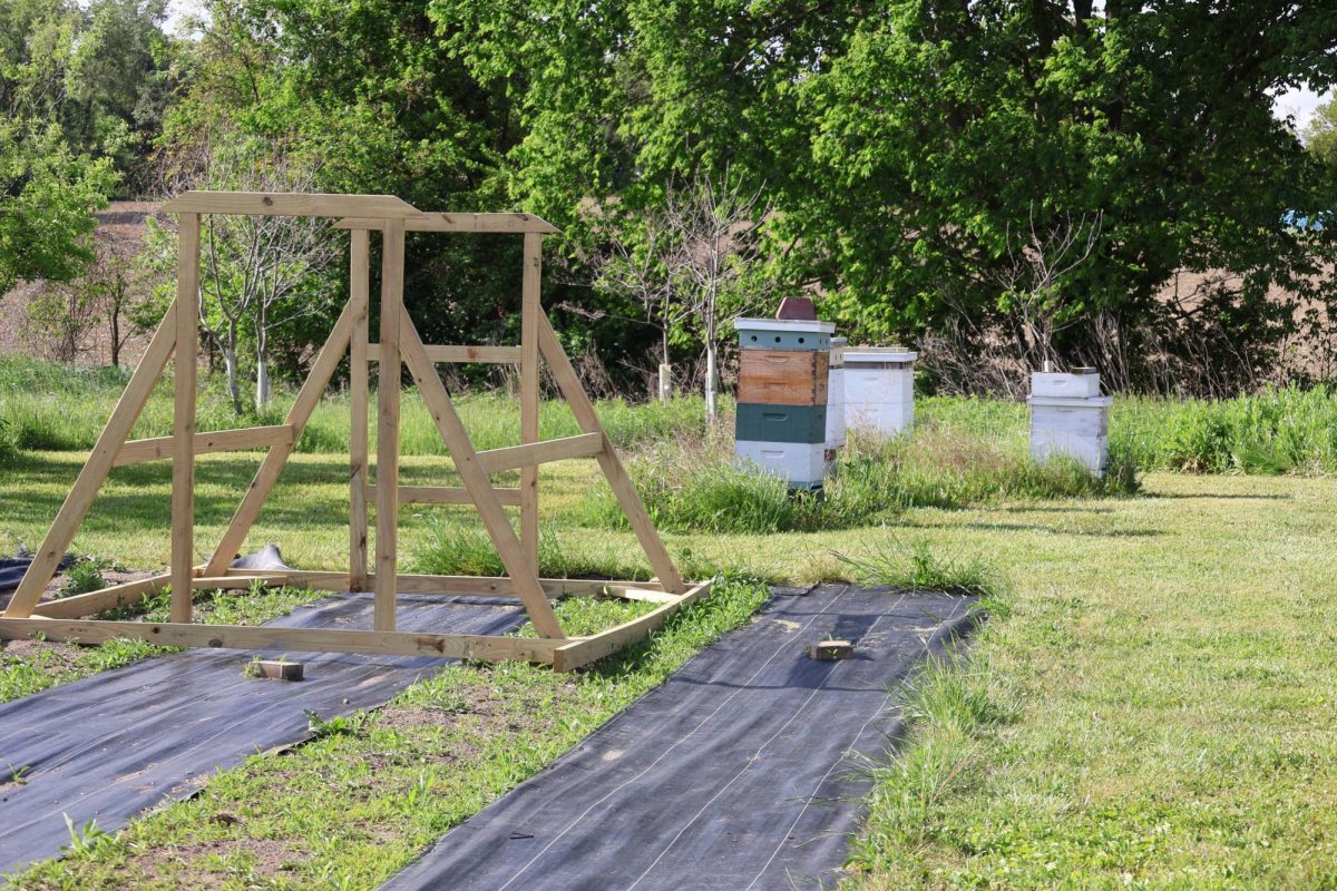 Students are constructing a chicken coop outside the goat pen at GIS and will eventually move it inside of the fencing area.