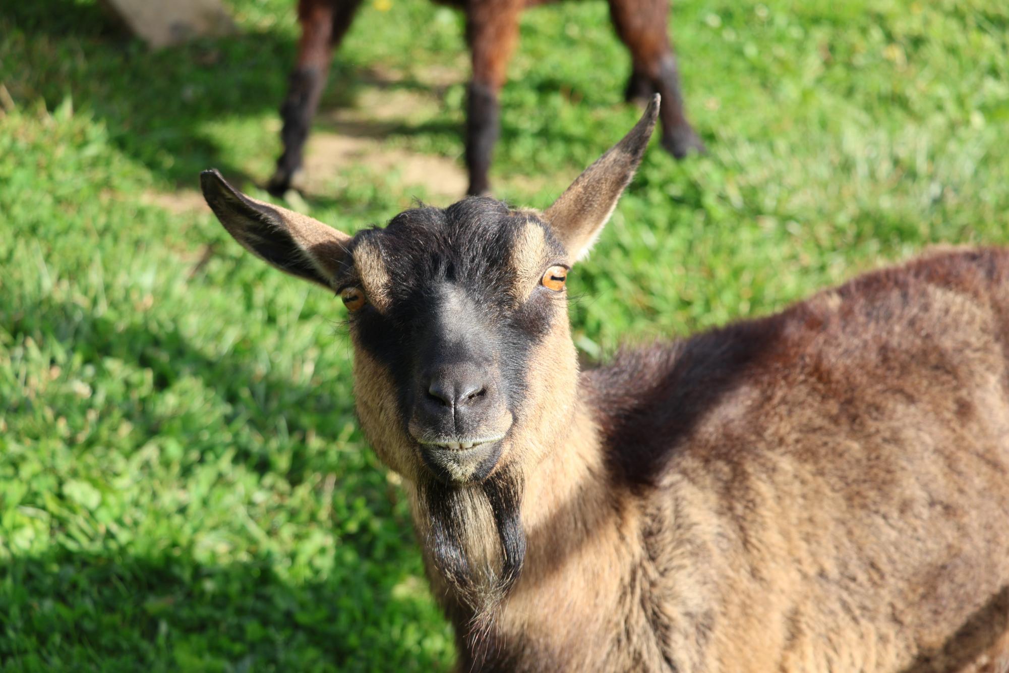 A goat that lives in the land lab. The goal of multiple of the Take Action Projects was to help support these animals.