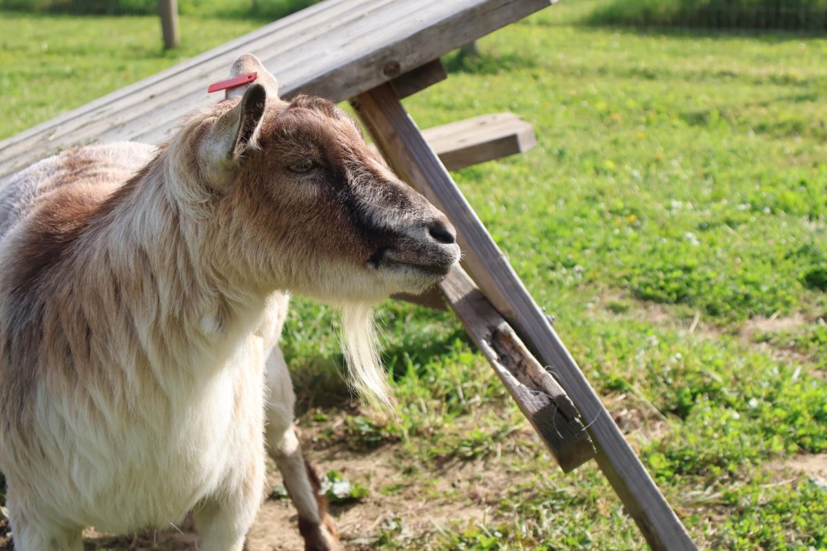 A goat in the Land Lab goat pen.